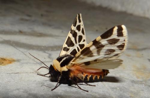 Réf. 192 234 : Cymbalophora pudica
